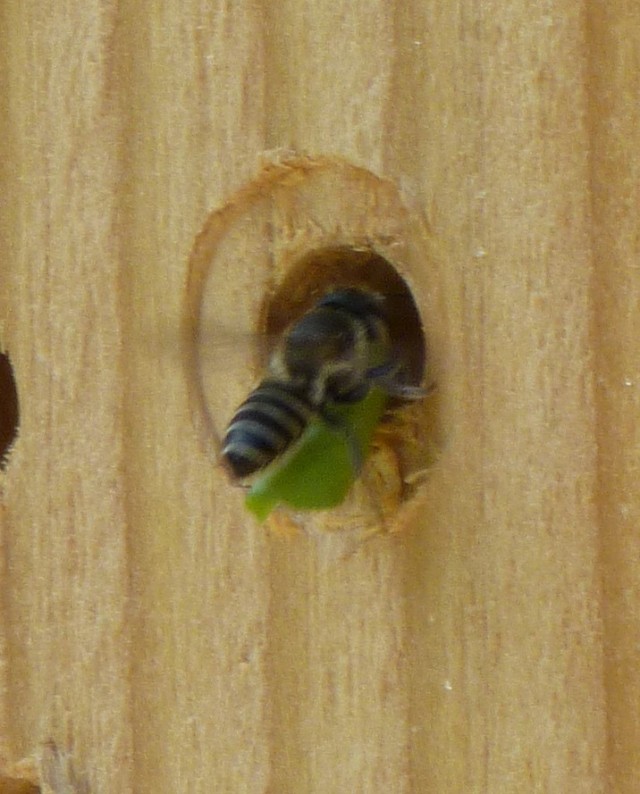 Megachile sp.