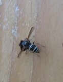 Eumenid wasp