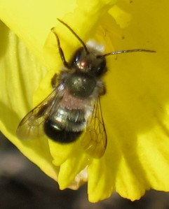 A male Osmia lignaria flies in Lyons March 28, 2015
